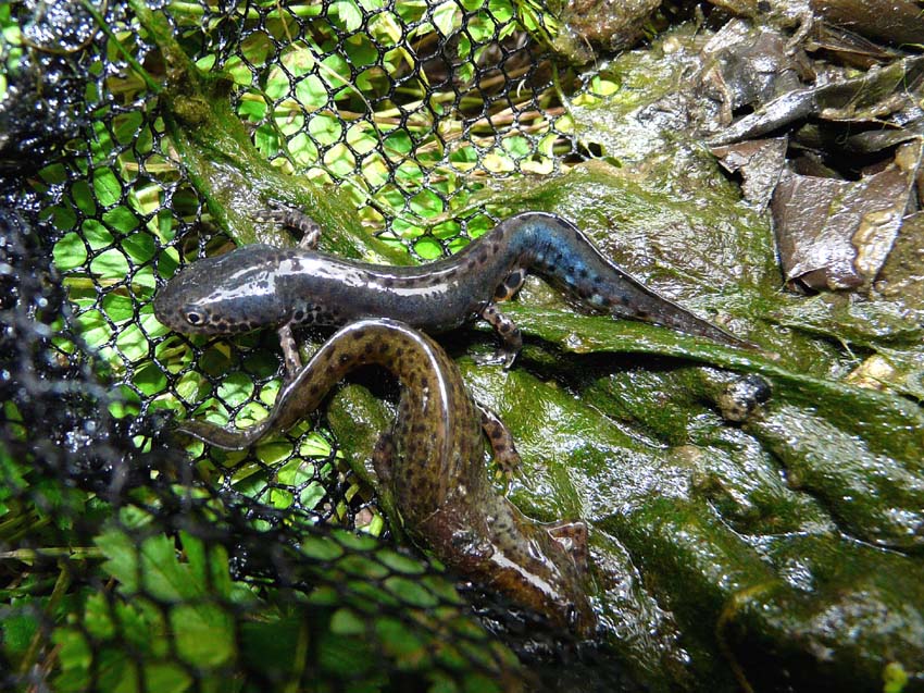 Triturus alpestris apuanus sulla Collina Torinese